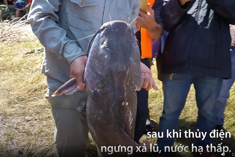 Video : Hàng trăm lượt người đổ về đập Trị An để bắt cá “Khủng” ✅