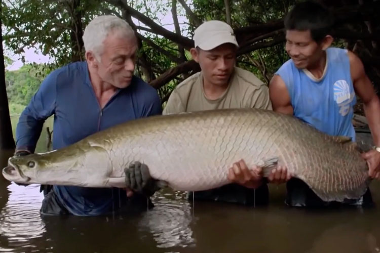 Video: Bậc thầy câu cá Jeremy Wade  săn thủy quái ở sông Amazon